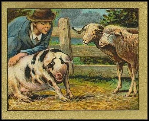 T57 86 The Pig And The Sheep.jpg